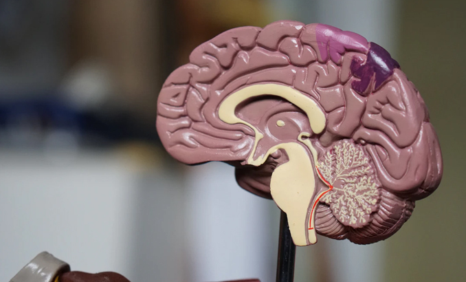 brain-unsplash_678x410_crop_478b24840a