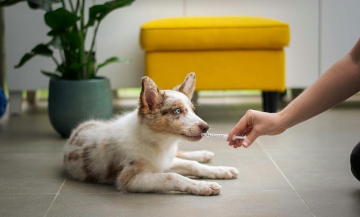 veterinary-medicine-unsplash_700x700_fit_478b24840a