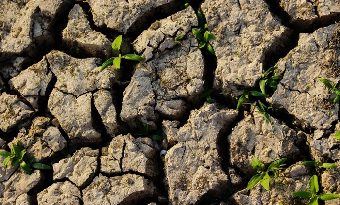 pochva-unsplash_700x700_fit_478b24840a