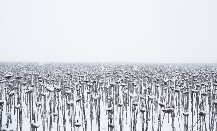 mejdunaroden-fotofestival-bta_700x700_fit_478b24840a