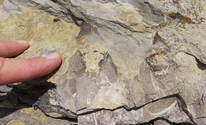 048_700x700_fit_478b24840a