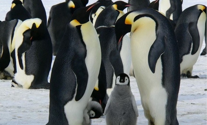 pingvini-flashnews-bg_700x700_fit_478b24840a