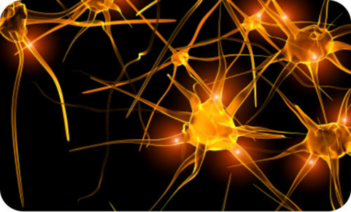 nevronauki_700x700_fit_478b24840a