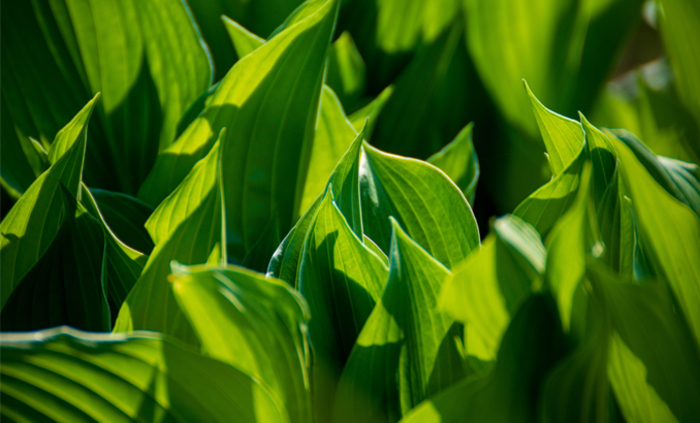 biology-botanical-canna-lily-1153268_700x700_fit_478b24840a