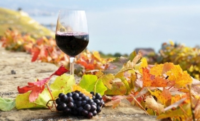 vino_700x700_fit_478b24840a
