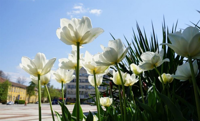 gabrovo-kulturni-novini_700x700_fit_478b24840a