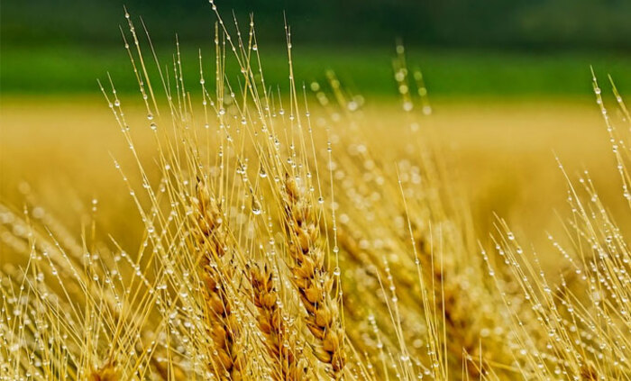 fermerstvo-pshenica-wheat-radiovelikoturnovo_700x700_fit_478b24840a