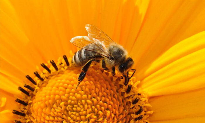 pchela-bee-pixabay_700x700_fit_478b24840a