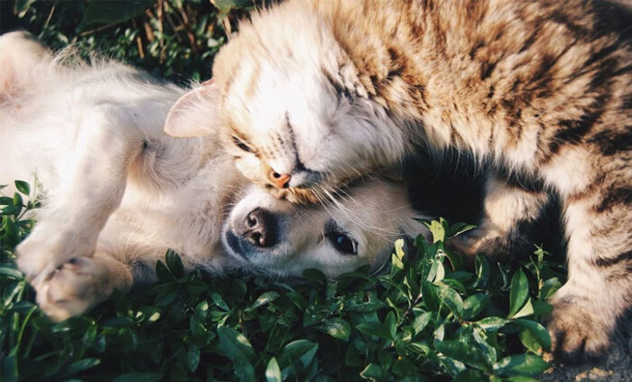 veterinar-kuche-kotka-pixabay_700x700_fit_478b24840a
