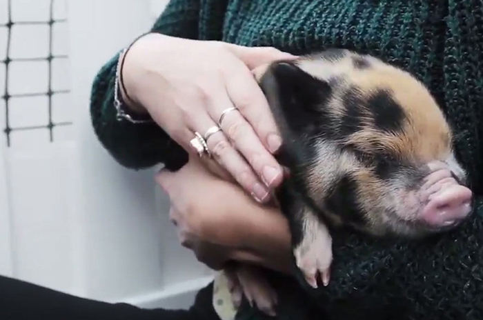 piglets_700x700_fit_478b24840a