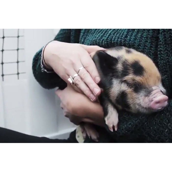 piglets_700x700_pad_478b24840a