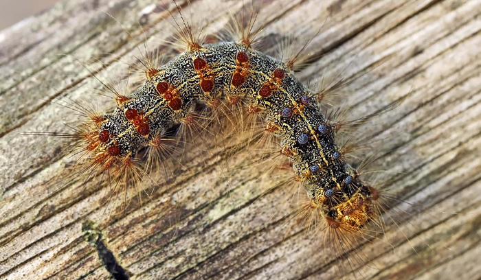 zoo_700x700_fit_478b24840a