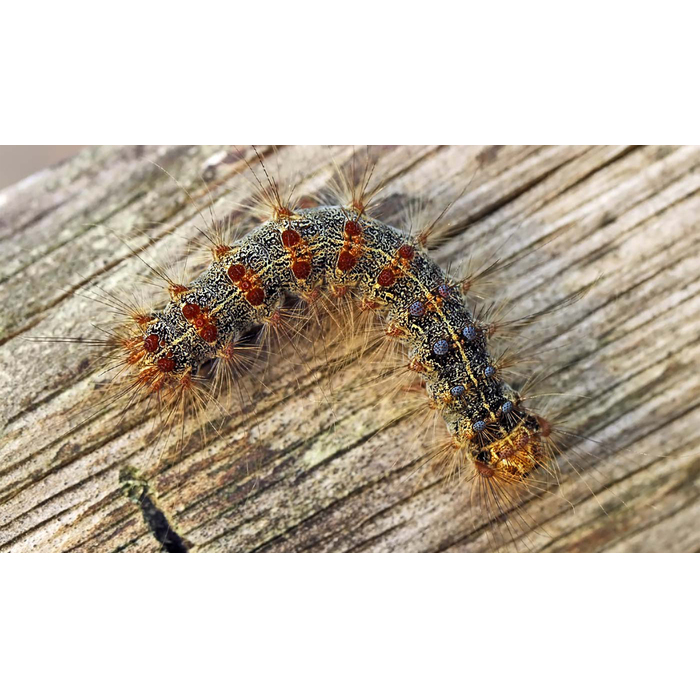 zoo_700x700_pad_478b24840a