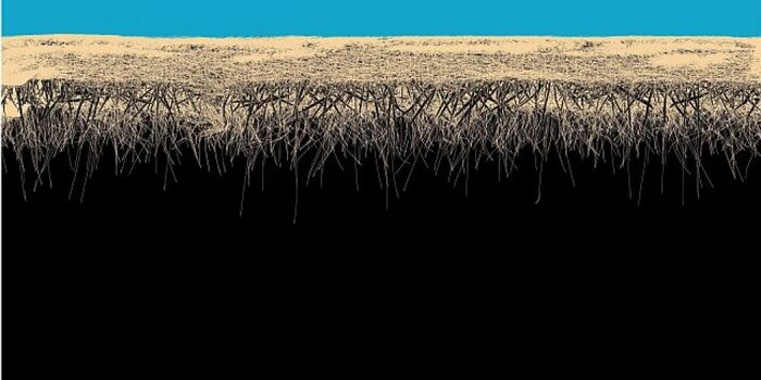 starchev_700x700_fit_478b24840a