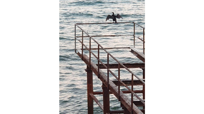 vv_700x700_fit_478b24840a