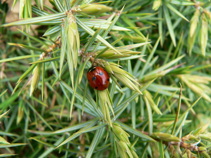 057_700x700_fit_478b24840a