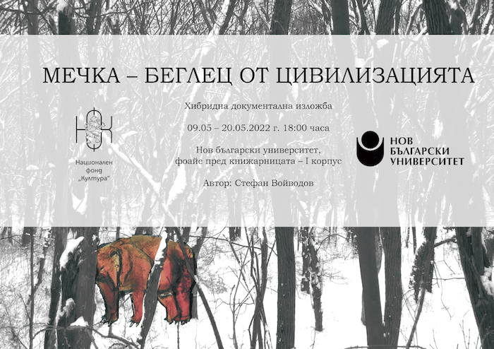 bear_700x700_fit_478b24840a