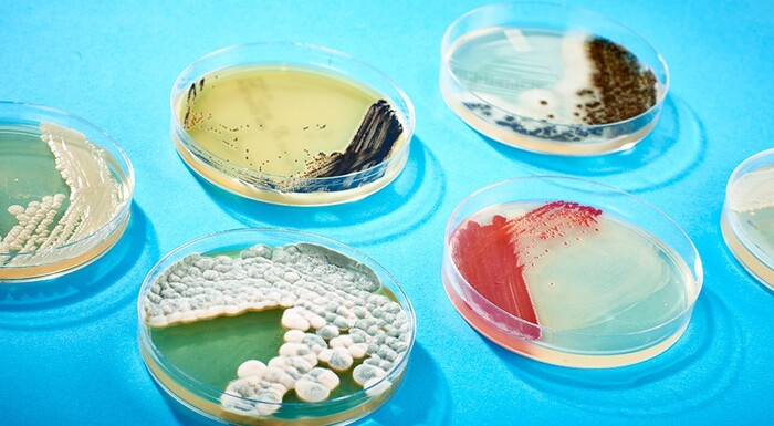 petrita_700x700_fit_478b24840a