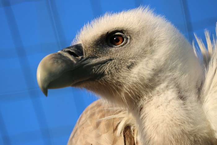 leshoyad-1_700x700_fit_478b24840a