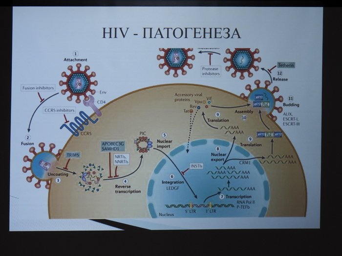 hiv-patogeneza_700x700_fit_478b24840a