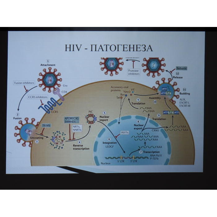 hiv-patogeneza_700x700_pad_478b24840a