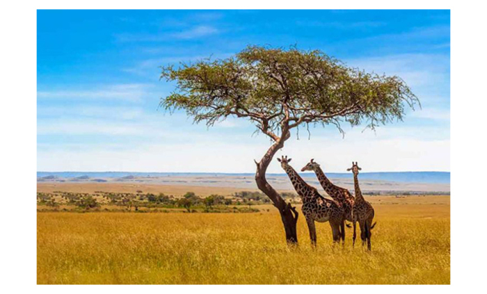 africa-animals-768x512_700x700_fit_478b24840a