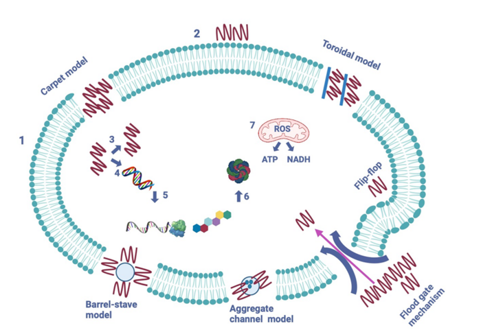 amp_700x700_fit_478b24840a