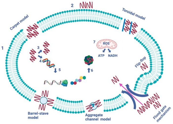 sachanska_700x700_fit_478b24840a