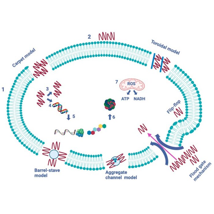 sachanska_700x700_pad_478b24840a