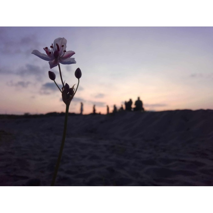 m-lm-ic3-h3_700x700_pad_478b24840a