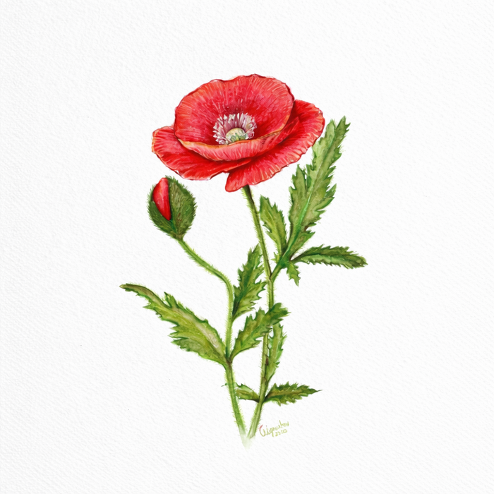 chat-gpt-image-25-02-2026-11-15-56_700x700_pad_478b24840a