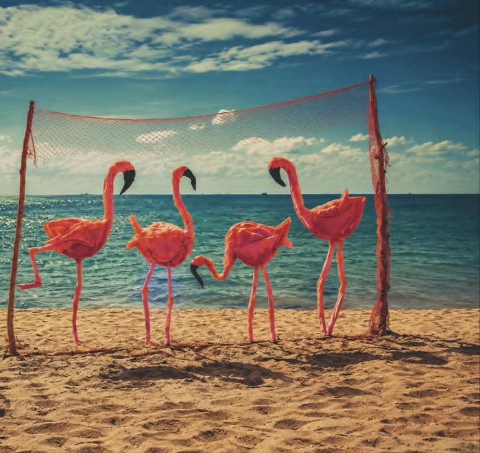flamingo_700x700_fit_478b24840a