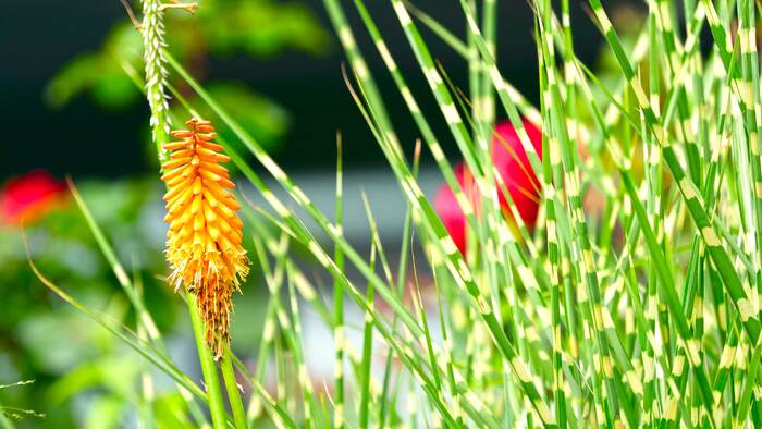 1366838_700x700_fit_478b24840a