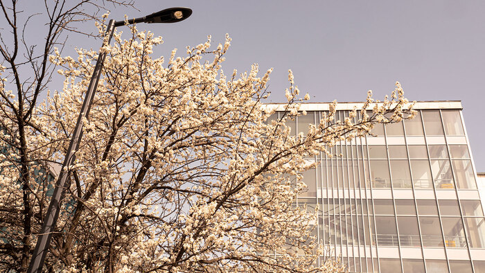 2533967_700x700_fit_478b24840a