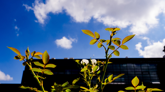 2622941-copy_700x700_fit_478b24840a