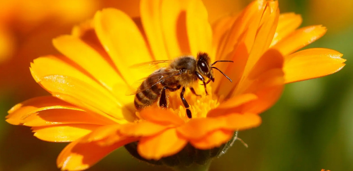 fly_700x700_fit_478b24840a