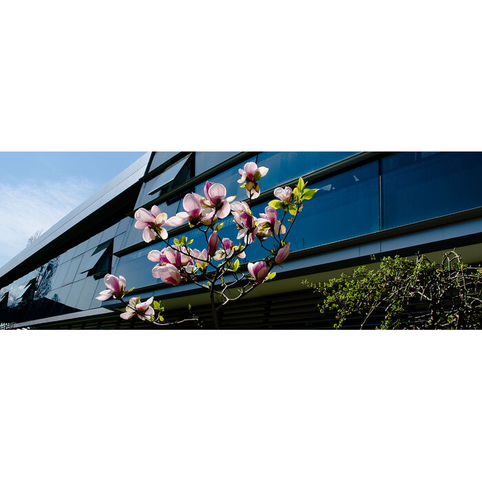 nbu-magnolia_700x700_pad_478b24840a